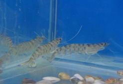 Tescilli Karabiga karidesi kültür ortamına alındı