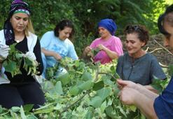 Kooperatifçi kadınların ıhlamur ihracatı seferberliği