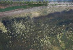 İzmit Körfezi yosunlarla kaplandı