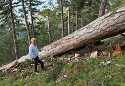 Orman Genel Müdürü Karacabey: Kesilen ağaçlar ekonomik ömrünü tamamlamıştır