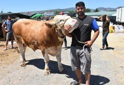 Kurban pazarının en büyüğü 'Toros Kaplanı', 67 bin TL'den satıldı
