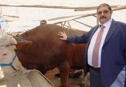 Kurban pazarları, ulaşım giderine yenik düştü