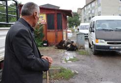 Erzurum'da elektrik akımına kapılan kurbanlık koyunlar öldü
