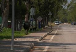 Kaçan boğa iğneyle uyuşturulup, sahibine teslim edildi