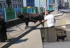 Rize'de 1 saatlik 'kaçan boğa' kovalaması