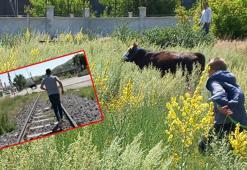 Kaçan kurbanlık, sahipleri ile yakalama timini 10 kilometre peşinden koşturdu