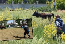 Kaçan kurbanlık, sahipleri ile yakalama timini 10 kilometre peşinden koşturdu