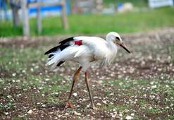 Kanadı ampute edilen 'Laklak', artık Emekli Hayvanlar Çiftliği'nde