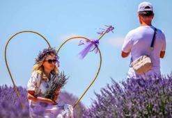 'Ota kim bakar' denilen mor bahçeler, 47 yıldır geçim kaynağı