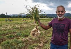 Taşköprü'de sarımsak hasadı başladı
