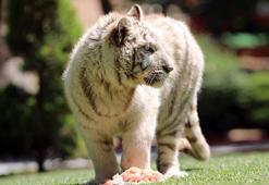 Beyaz kaplan 'Kartopu', bayram ziyaretçilerinin gözdesi