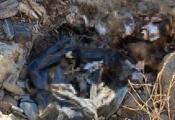 Bayındır'da hayvan bakımevinde toplu köpek katliamı iddiası