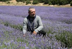 Türkiye'de lavanta üretilen alan 20 bin dekara yükseldi