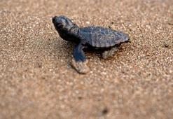 İlk caretta caretta yavrusu, İztuzu'nda yuvadan çıktı