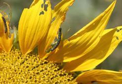 Trakya'da ayçiçeği tarlalarında 'çayır tırtılı' istilası