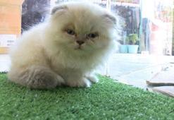 Petshop vitrinlerinden kedi ve köpekler kaldırıldı