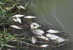 'Ulusal öneme haiz sulak alan' ilan edilen gölde balık ölümleri