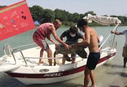 Plastik atıklar caretta carettaları öldürüyor