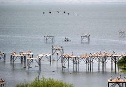 Manyas Kuş Cenneti'nde doğan yavrular, göç öncesi uçmayı öğreniyor