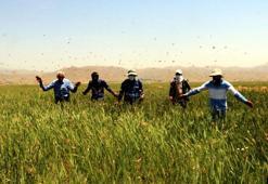 Yüksekova'da tarım arazilerinde çekirge istilası