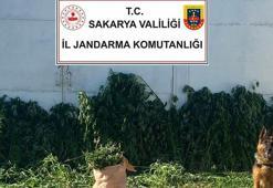 Sakarya'da 10 bin 476 kök Hint keneviri ele geçirildi