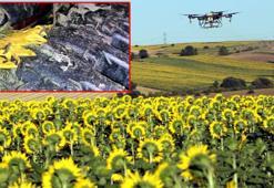 Trakya’da ayçiçek tarlalarını istila eden ‘çayır tırtılı’ ile dronlu mücadele