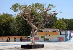 Özgecan Aslan Barış Meydanı'ndaki yarım asırlık ağacı asit enjekte edip kuruttular