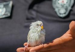 Denize düşen muhabbet kuşunu polis, jet-ski ile kurtardı