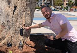 Özgecan Aslan meydanındaki kauçuk ağacı matkapla delinip içine asit enjekte edildi