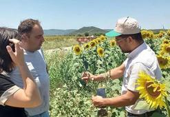 Çanakkale'de 32 köyde çayır tırtılına rastlandı