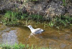 Düden Gölü'ndeki martı ölümleriyle ilgili inceleme başlatıldı