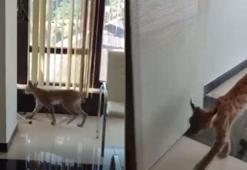 Nesli tehlike altındaki vaşak iş yerine girdi; o anlar kamerada