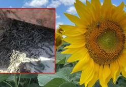 İstanbul'da ayçiçeği tarlalarına 'çayır tırtılı' zararı
