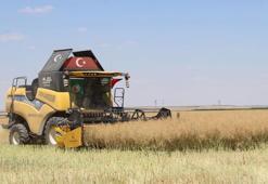 Tuz Gölü havzasında, az su tüketen kanola hasadı başladı