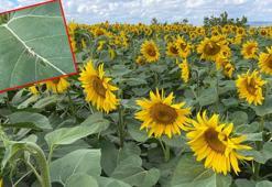 İstanbul'da 4 ilçede çayır tırtılı alarmı; 25 bin dekarlık alanda etkili oldu