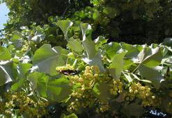 Ihlamurdan ekonomiye 2 milyon dolarlık katkı