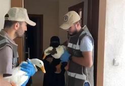 Tartışılan ördeklere İçişleri Bakanlığı sahip çıktı