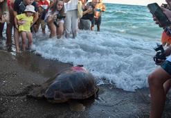 1.5 yıl tedavi gören caretta 'Lara', uydu cihazıyla dalgalarla buluştu