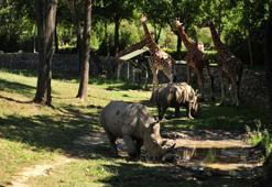 Bursa'daki Afrika savanasının yeni konukları; beyaz gergedanlar