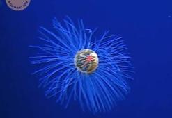 Okyanusun 5 bin metre derinliğinde nadir bulunan bir deniz anası görüntülendi