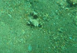 Marmara'da denizkestanesi artışıyla gelen tehlike sinyali