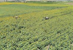 Balıkesir’de çayır tırtıllarına karşı ZİHA’lar ile mücadele ediliyor