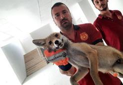 Okul binasına giren tilki, yakalanıp, doğaya salındı