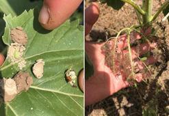 'Çayır tırtılı', Manyas'taki ayçiçeği tarlalarını da istila etti