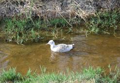 Düden Gölü'ndeki martı ölümlerinin ilk incelemesi 'doğal ölüm' olarak belirlendi