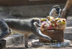 Sıcak hava Antalya'yı kavurdu; hayvanlar buzlu meyve ve fıskiyeyle serinletildi