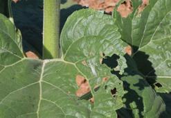 Çayır tırtılı, bu kez de Eskişehir'de ayçiçeği tarlarına zarar verdi