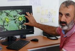 Çanakkale'de çayır tırtılı için 2 haftalık teyakkuz