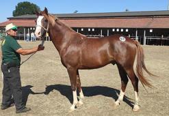TİGEM'de safkan Arap koşu tayı satışı yapıldı