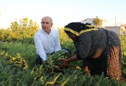 Büyükçekmece'de Roman vatandaşların sebze ve meyve ürettiği kent bostanı açıldı